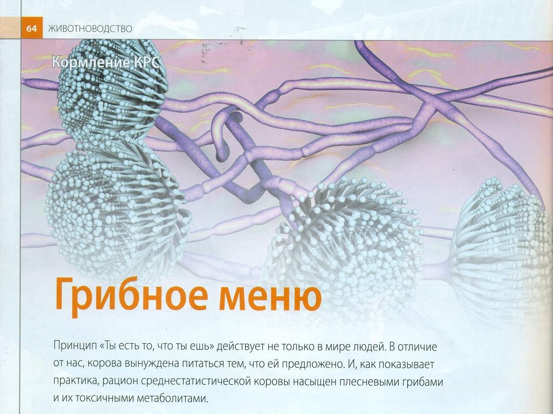 Грибное меню