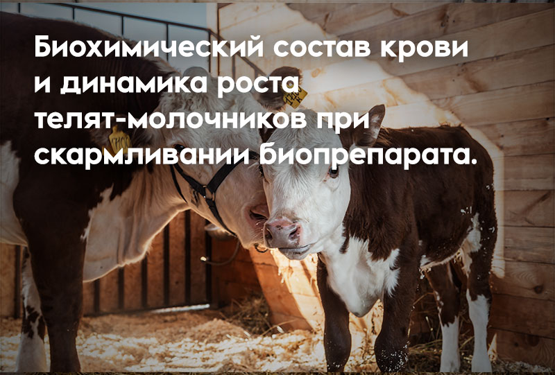 Биохимический состав крови и динамика роста телят-молочников при скармливании биопрепарата.